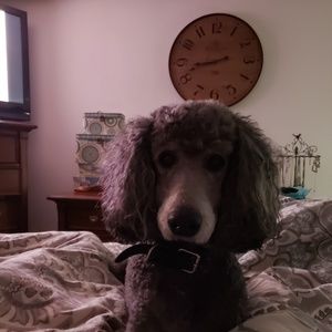 Meet your Posher, Robert